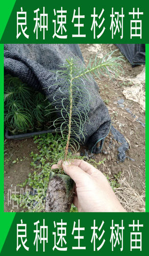 速生红心杉杂交带杯一年生刺杉