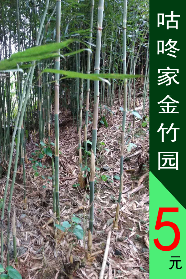 庭院竹子苗别墅绿化钢竹景区