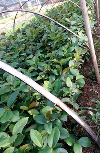 油茶树苗香花油茶软枝2号3号带营养杯茶籽树苗嫁接油茶苗实生树苗