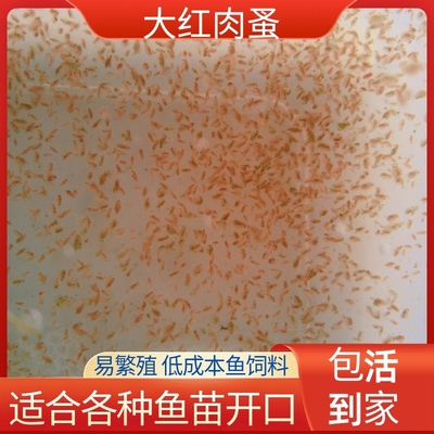 优质高蛋白鱼苗水蚤种苗开口活体饲料鱼粮