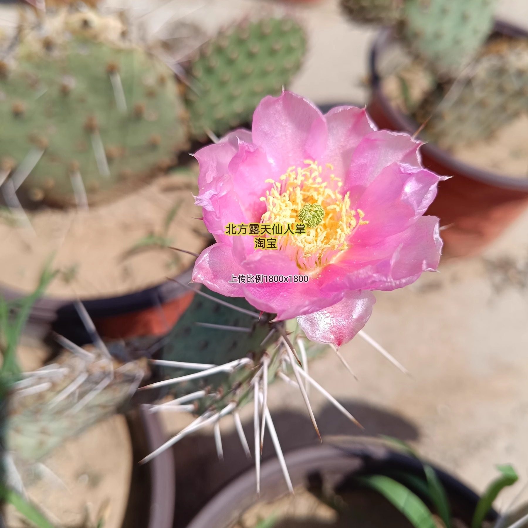 红花小丑仙人掌 opuntia tommyboy 耐寒仙人掌 北方露天越冬