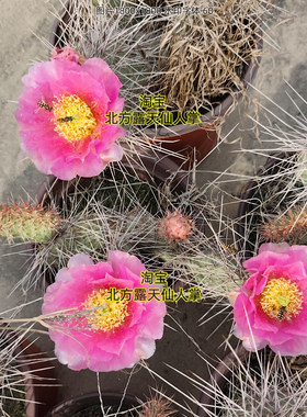 粉花修罗团扇小型开花仙人掌