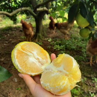 江西赣南脐橙当季新鲜水果现摘现发脐橙赣南橙子整箱包邮会昌脐橙