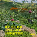 原生态宝宝果不打药脆甜云南蒙自西北勒小苹果丑苹果农家新鲜水果