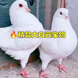 纯种元宝鸽一公一母大体鸽子观赏种鸽一对巨型活物包活包下蛋繁殖