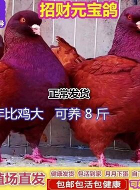 巨型纯种元宝鸽子活公母一对大体种鸽幼鸽观赏肉鸽宠物包下蛋包邮