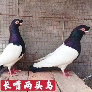鸽子活物一对活体鸽幼鸽幼崽信鸽纯种观赏鸽两头乌长嘴黑乌