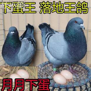 元宝鸽纯种鸽子活物一对特大型落地王种鸽子活体肉鸽信鸽观赏特价