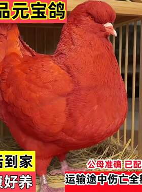 纯种元宝鸽公母一对活的宠物元宝幼鸽子大观赏鸽肉鸽成年种鸽繁殖