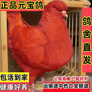 纯种元宝鸽公母一对活的宠物元宝幼鸽子大观赏鸽肉鸽成年种鸽繁殖