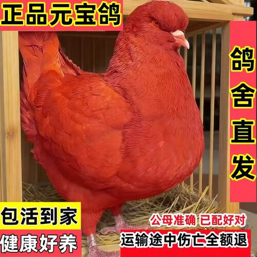 纯种元宝鸽公母一对活的宠物元宝幼鸽子大观赏鸽肉鸽成年种鸽繁殖