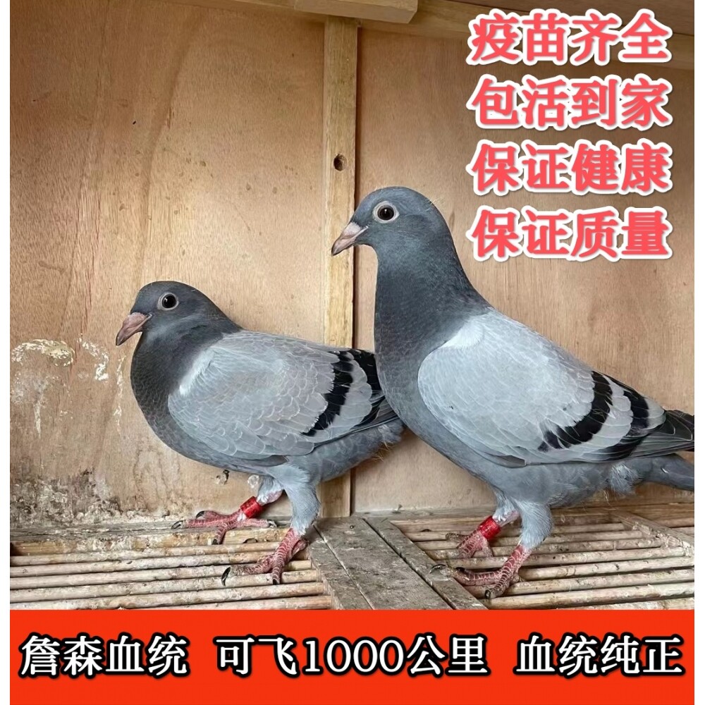 詹森血统鸽子信鸽幼鸽成绩信鸽公