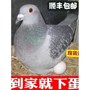 纯种鸽子活体一对观赏鸽肉鸽信鸽元宝鸽公斤鸽青年鸽大体鸽子活物