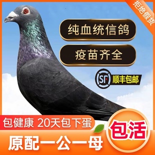 信鸽活体纯种一对鸽子赛鸽种鸽幼鸽黑金刚成绩鸽原配观赏肉鸽包活
