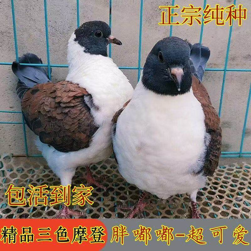 正宗摩登活体鸽子三色纯正观赏鸽肉鸽一对元宝熊猫农村养殖动物