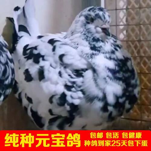 八斤纯种一对特大型鸽子活体观