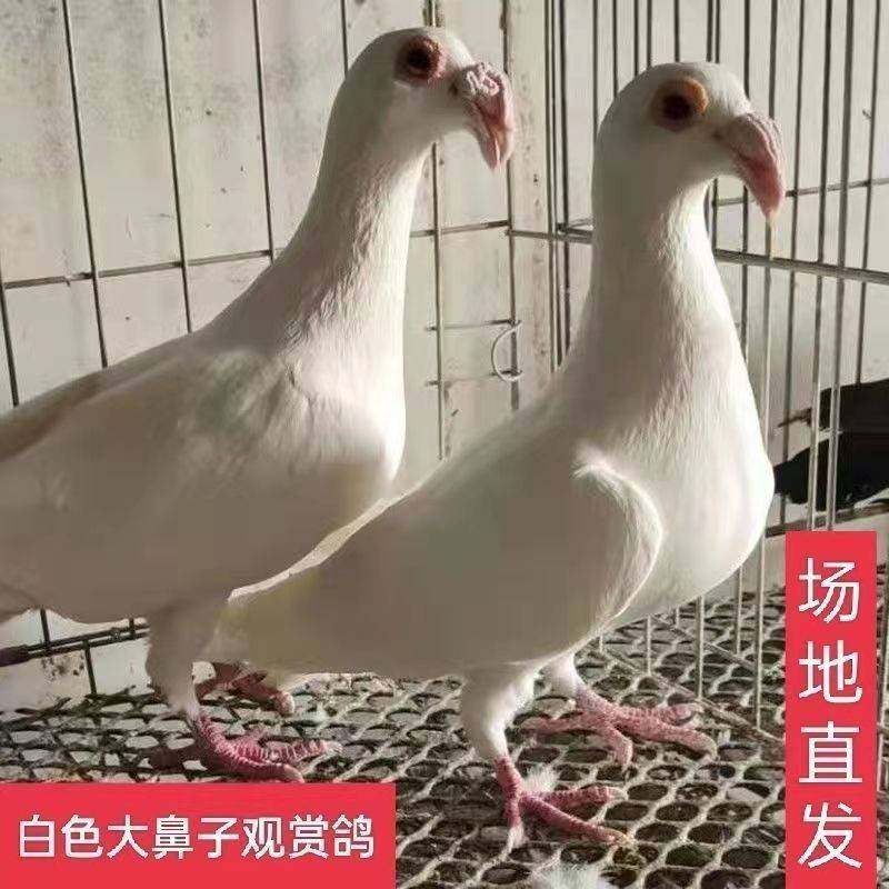 大鼻子观赏鸽大鼻子鸽白色大鼻子鸽子活体一对