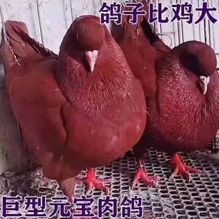 纯种元宝鸽一对特大型鸽子活体信鸽肉鸽观赏鸽包邮包活包下蛋