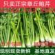 鲍芹正宗章丘产地直发净芹脆微甜新鲜5斤礼盒供酒店实芯蔬菜顺丰