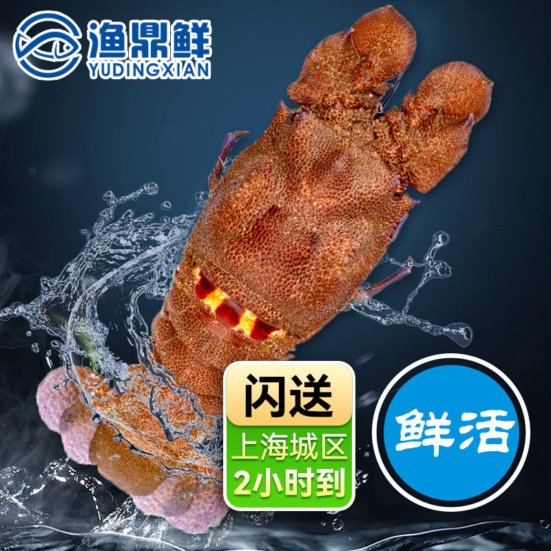 鲜活缅甸犀牛虾500g/只琵琶虾新鲜海捕虾肉质细嫩可闪送