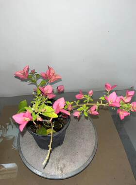卡亚塔罗莎卡特琳娜三角梅