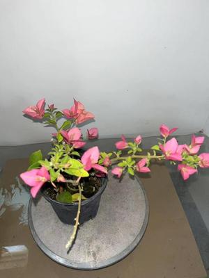 卡亚塔罗莎卡特琳娜三角梅