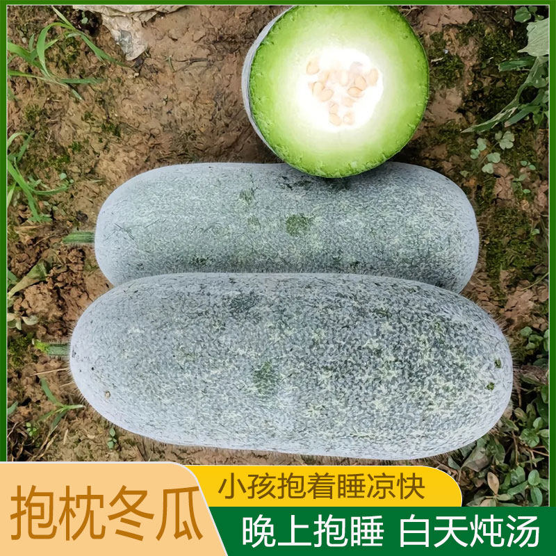 抱着睡新鲜节瓜清甜脆嫩小冬瓜新鲜时令蔬菜农家自种现摘小冬瓜