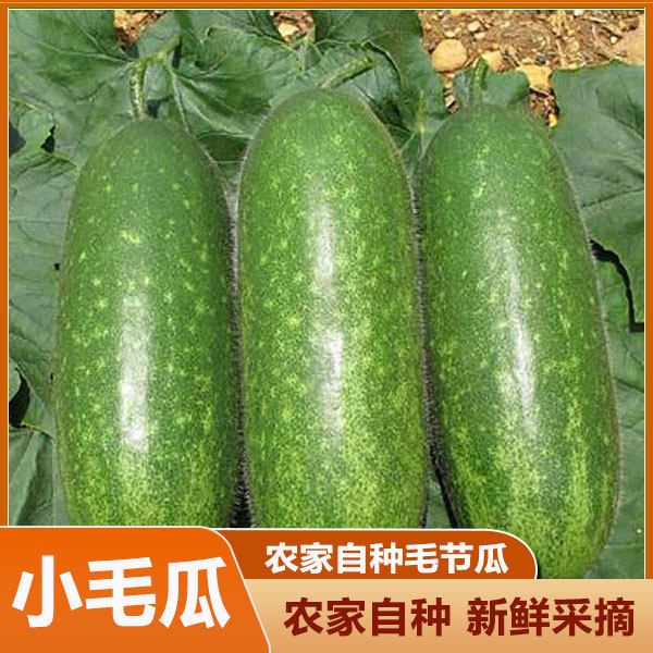2025新鲜毛节瓜广西当季农家自种小冬瓜节瓜毛瓜现摘蔬菜农产品