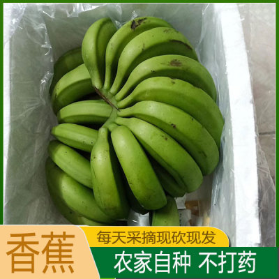 广西南宁高山自然熟绿皮威廉斯糯香蕉老品种新鲜大个一箱水果