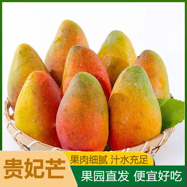 广西贵妃芒香甜芒果新鲜水果水果当季整箱树上熟红金龙时令尝鲜