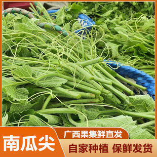 广西高山农家南瓜尖新鲜现摘时令蔬菜脆嫩南瓜芽极速发货新鲜瓜藤