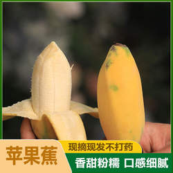 广西南宁香甜南宁香蕉甜香蕉自然熟整箱包邮新鲜当季孕妇水果