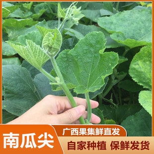 广西南瓜尖新鲜南苗瓜花梗南瓜瓜藤当天采摘现发农家蔬菜嫩脆瓜尖