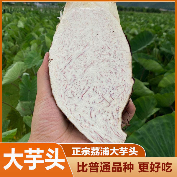 正宗广西荔浦芋头新鲜大芋头鲜香蔬菜紫藤毛芋头香芋槟榔芋紫色芋
