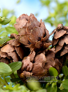 松塔松树子杉树果摆件微景观生态瓶diy仿真奶油树脂配件 花盆装饰