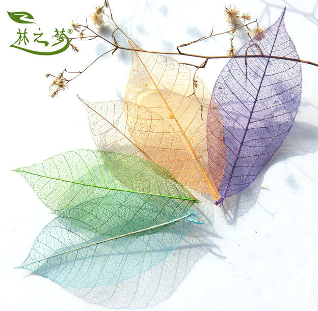 橡胶叶橄榄叶脉标本干花永生花材料diy树叶画粘贴画书签拓印材料