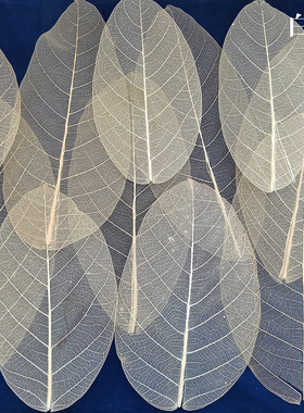 晴榕叶脉真树叶干花标本diy押花田园风家居装饰墙贴隔断绘画材料