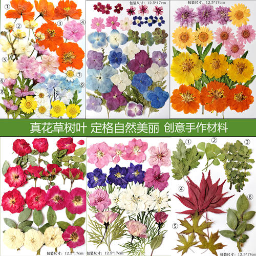 真花草树叶薄款适宜做书签扇子贴纸手账等