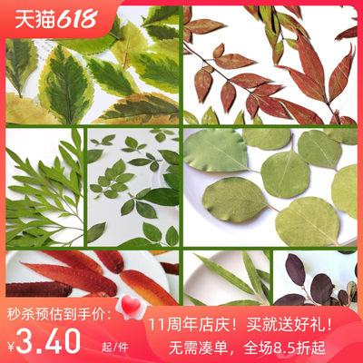 黄杨叶玫瑰叶红叶竹叶菊叶标本