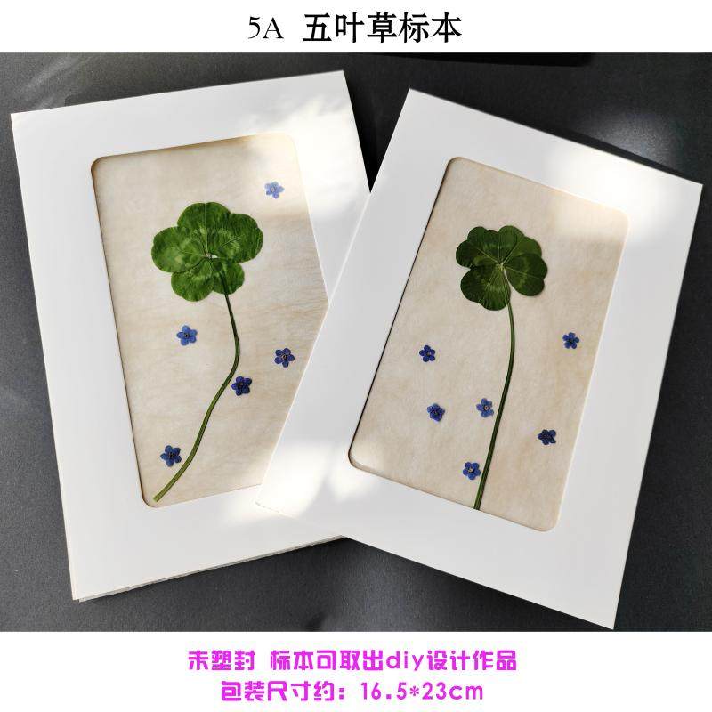 野生幸运草四叶五叶草标本五福临门生日送长辈父母老师祝寿新年礼