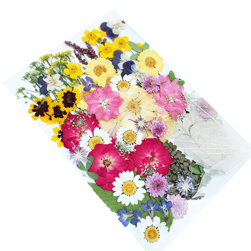 干花植物標(biāo)本diy壓花手工材料包團(tuán)扇賀卡臺燈貼畫押花兒童節(jié)熱賣