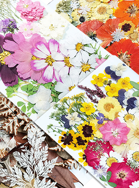 干 干燥花植物标本diy压花手工材料包团扇贺卡台灯贴画 画押花儿