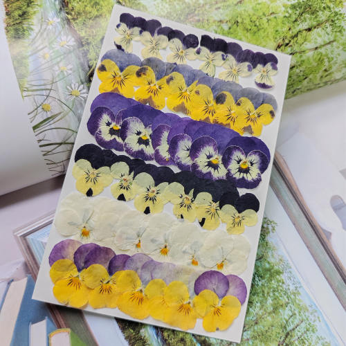 角堇标本红蜻蜓押花迎春花黄槐花