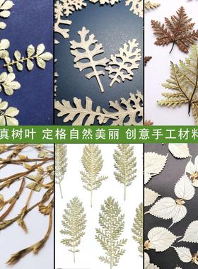 白色树叶反白叶苎麻叶银葛叶银叶菊鳄鱼皮干花真树叶标本手工材料