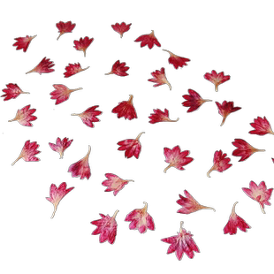 非洲菊矢车菊波斯菊玫瑰千鸟睡莲向日葵花瓣干花diy粘贴画花草纸