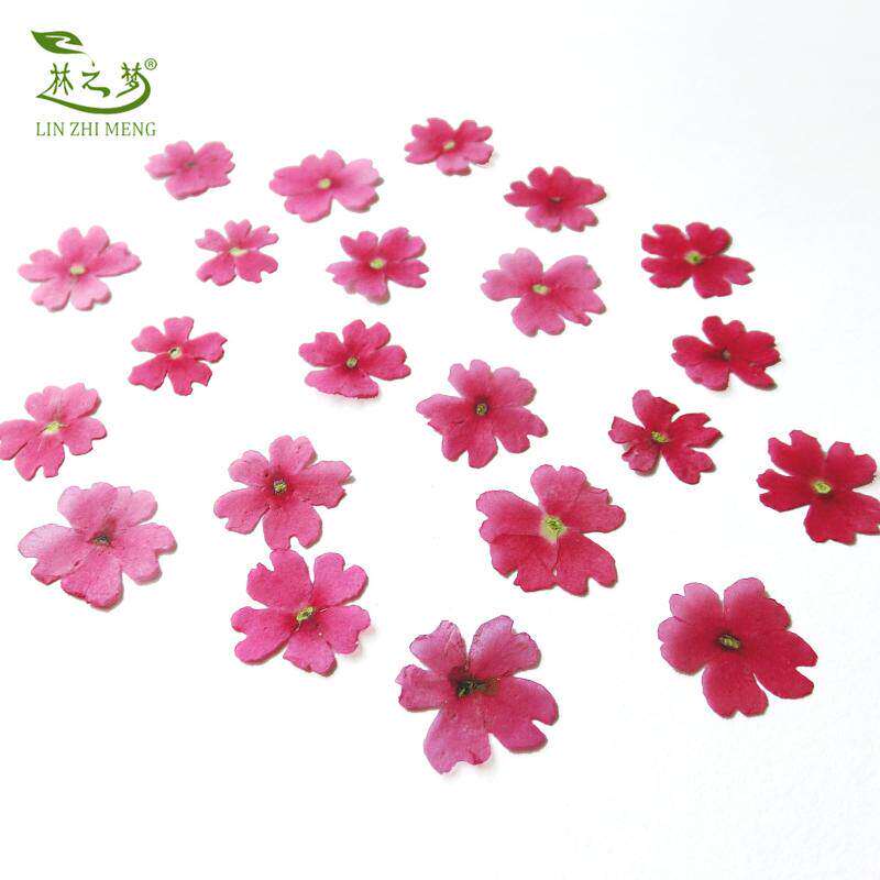 美女樱标本干花贴脸妆押花画滴胶手机壳儿童手工生日贺卡书签材料