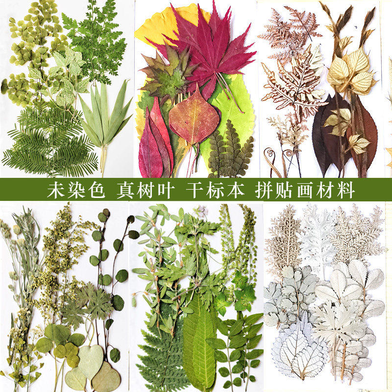 真树叶标本干花包套装儿童拼贴画材料枫叶银杏叶压花DIY手工花材