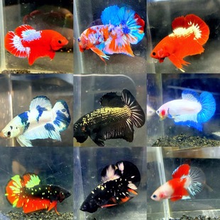 泰国斗鱼将军半月懒人网红宠物鱼热带观赏鱼好养耐活纯白超美斗鱼