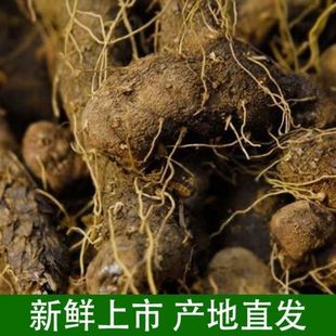 秦岭新鲜黄姜大个火头根粗壮带龙头山黄姜火藤根盾叶薯陕西特产