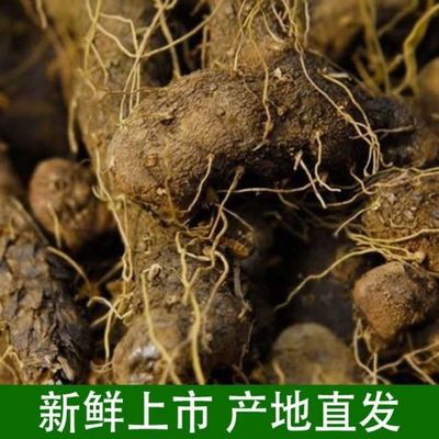 秦岭新鲜黄姜大个火头根粗壮带龙头山黄姜火藤根盾叶薯陕西特产